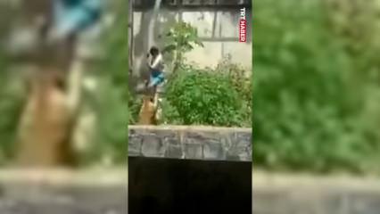 6 metrelik duvarı aşıp aslan kafesine girdi! Sonrası ise...