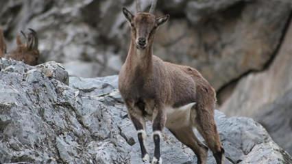 750 bin lira ceza kesildi! Kaçak avcılar tek tek tespit edildi