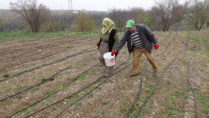 Emekli olunca boşluğa düştü: Deneme ekimi yaptı! Kilosunu 2,500 TL’den satıyor 