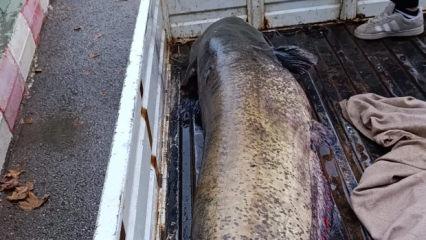 Dev balığı g&ouml;r&uuml;nce d&uuml;nyalar onu oldu! O anlar kamerada