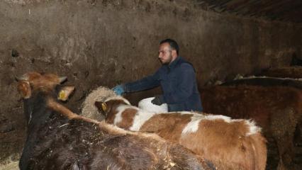 Ağrılı genç, hibe desteğiyle hayvancılık işini büyüttü