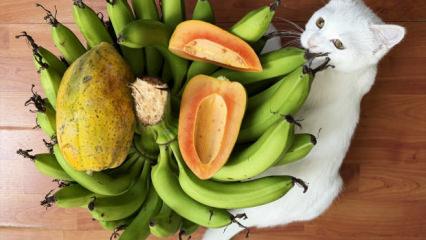 Dün alıyorduk bugün dünyaya satıyoruz: Diktikten 1 yıl sonra para basıyor!