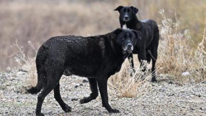 Ankara köpek lobilerine teslim: Kanuna rağmen toplamadılar... 600'den 43'e düştü
