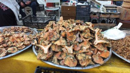 Balıkesir’de yağmur yağdı, mantar fışkırdı