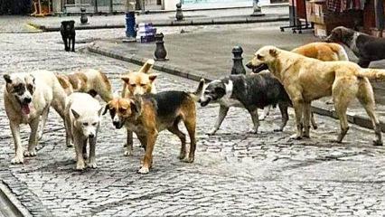 Batı sokaklarında neden başıboş k&ouml;pek yok?