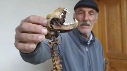 Boyu 55 santimetre, yırtıdı dişleri var: Artvin&rsquo;de hayvan iskeleti bulundu