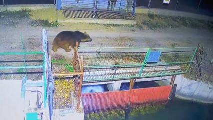 Değişen mevsim nedeniyle ayılar hala uyanık