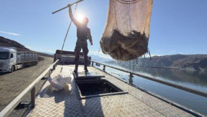 Denizi olmayan şehirden Japonya ve Avrupa'ya somon ihracatı