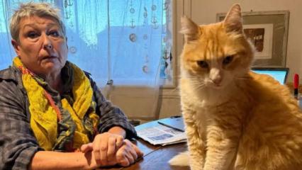 Dünyada bir ilk: Ağır suçlamalar nedeniyle kediye ev hapsi verildi!