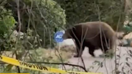 Evinin altında 200 kiloluk koca bir ayı yaşıyormuş!