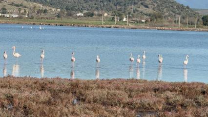 Flamingolarla süslendi! Tuzla Sulak Alanı’ndan manzaralar