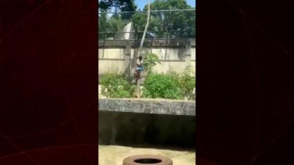 Hayvanat bahçesindeki korkunç anlar: Aslanın bulduğu kafese girdi