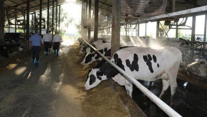 Hayvanları şap hastalığı vurdu! Üreticilerden süte zam talebi