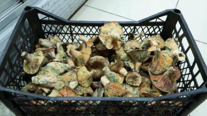 İstanbul'da bir ayda 60 kişiyi zehirledi! Uzmanlar uyardı: Açıkta satılanlara dikkat edin