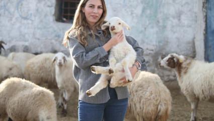 İstanbul'dan k&ouml;y&uuml;ne d&ouml;n&uuml;p hayvancılığa başlayan kadın 3 yılda s&uuml;r&uuml;s&uuml;n&uuml; 4'e katladı