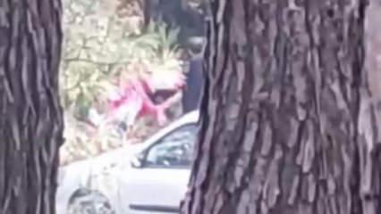 İzmir&rsquo;de ormanlık alanda kadını darbeden şahıs yakalandı