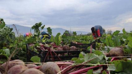 İzmir'in bereketli topraklarında &lsquo;Kırmızı elmas' mesaisi
