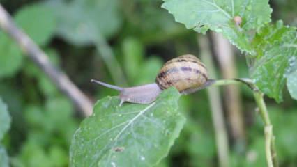Kilosu tam 3 bin Euro'dan satılıyor: Burun kıvırdığımız canlı altın değerindeymiş