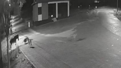 Konya&rsquo;da a&ccedil; kalıp mahalleye inen kurtlar eşeği par&ccedil;aladı