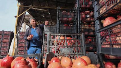 Kuraklık Zivzik narında verimi yarı yarıya düşürdü