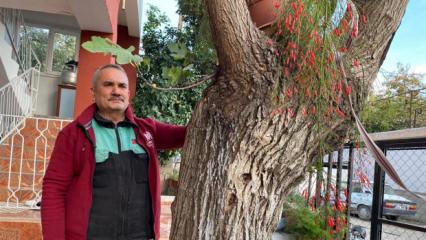 Osmaniye'de ilginç hadise: Dut ağacından incir yetişti