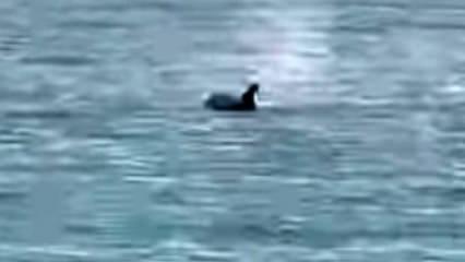 Saros&rsquo;ta yunus balığı s&uuml;rprizi: Kıyıya yakın y&uuml;zd&uuml;