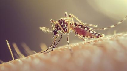 K&uuml;ba'da sivrisinek kabusu! 33 kişi &ouml;ld&uuml;