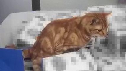 Sultangazi'deki bir zincir markette kedi un paketlerinin üzerine tuvaletini yaptı