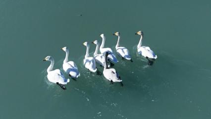 Süphan Dağı ile birleşen manzara! Kuğuların zarafetiyle süslendi