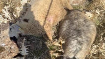 S&uuml;r&uuml;den ayrılan koyunları kurt kaptı: 28 koyun telef oldu