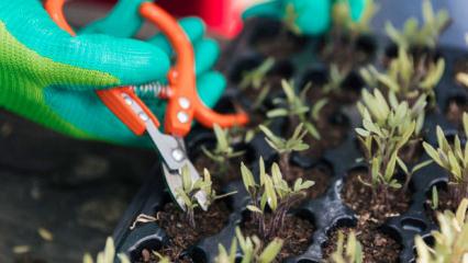 Süs Bitkisi Çoğaltma Yöntemleri