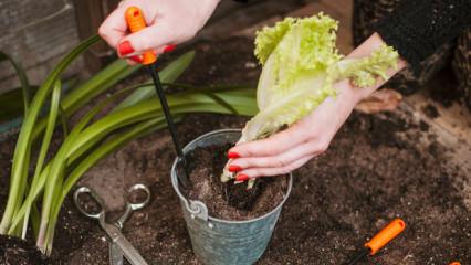 Tohumdan Sofraya: Evde Sebze Yetiştirme Rehberi