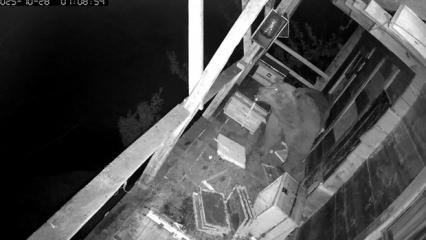 Trabzon Of'ta kovanlardaki balı yiyen ayı kameraya yakalandı