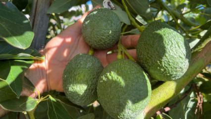 Türk çiftçisinin büyük başarısı! Alanya'yı tropikal üs haline getirdiler