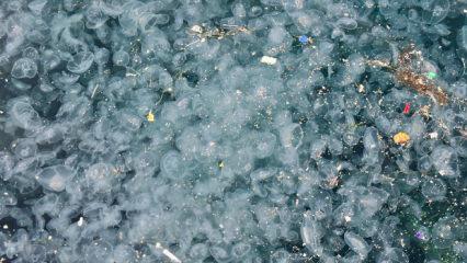 &Uuml;sk&uuml;dar&rsquo;da hayrete d&uuml;ş&uuml;ren g&ouml;r&uuml;nt&uuml;: Binlercesi kıyıya vurdu