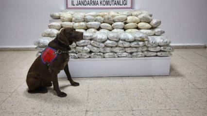 Van'da arazide 60 kilo skunk ele geçirildi