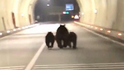 Amasra&rsquo;da t&uuml;nelde 3 ayı s&uuml;rprizi