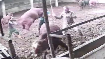 Amasya&rsquo;da &uuml;zerine boğa zıplayan besici kendisini yerde buldu