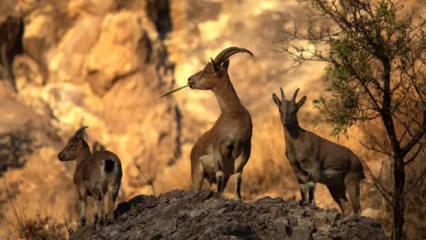 Avladığına bin pişman oldu! 953 bin TL ceza ödeyecek