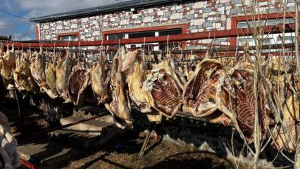 İpe dizilen 900 kazı gören dönüp bir daha baktı