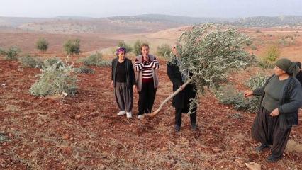 B&ouml;lge halkı k&acirc;bus gibi bir sabaha uyandı: 10 bin meyve ağacı yok oldu