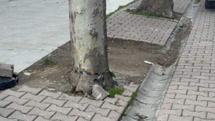  &Ccedil;&ouml;p sanıp aldığı poşetten 60 bin dolar &ccedil;ıktı