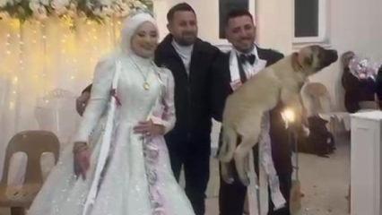 D&uuml;ğ&uuml;n hediyesi olarak 100 bin liralık k&ouml;pek hediye etti