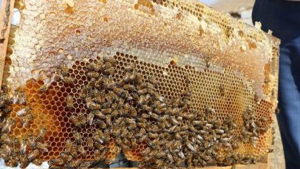 Doğu Karadeniz'in 11 aylık bal ihracatı 1,9 milyon doları aştı