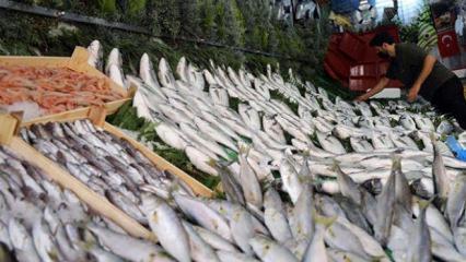 Doktorlar bile şaşırdı: İşte bağışıklığı çelik gibi yapan 5 balık