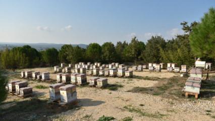 Dolandırıcıların yeni g&ouml;zdesi! Kilosu 20 bin lira: Y&uuml;zde 90'ı sahte!