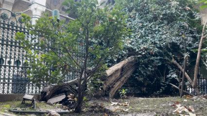 Ey&uuml;p Sultan Camii avlusundaki ağa&ccedil; devrildi