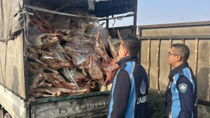 Gaziantep'te 1 ton 900 kilogram bozulmuş et ele geçirildi