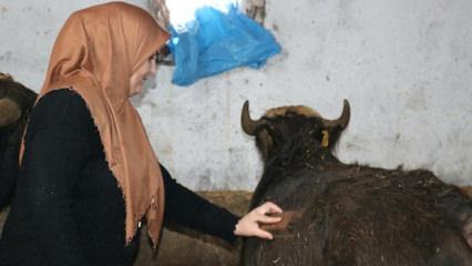 Gelin gittiği Ağrı'da besicilikte &ouml;rnek oluyor