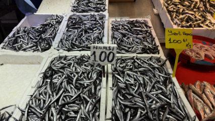 Hamsi ve istavrit 100 liradan satılıyor
